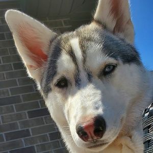 Meet your Posher, Monika